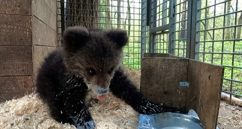    Медвежонок из Коми Кира пока не сможет вернуться домой из Центра спасения