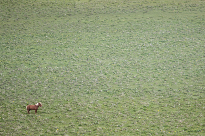 Проблемы и конфликты — как эти препятствия и ветер на поле. Они создают сопротивление и напряжение, которые пробуждают в лошадке энергию, заставляют мышцы напрягаться, задействуются силы для преодоления. Без этих вызовов лошадка бы просто стояла на месте или двигалась медленно, не испытывая жизненной силы.