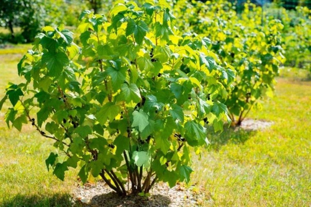 Обрезка смородины: увеличиваем урожай и упрощаем уход