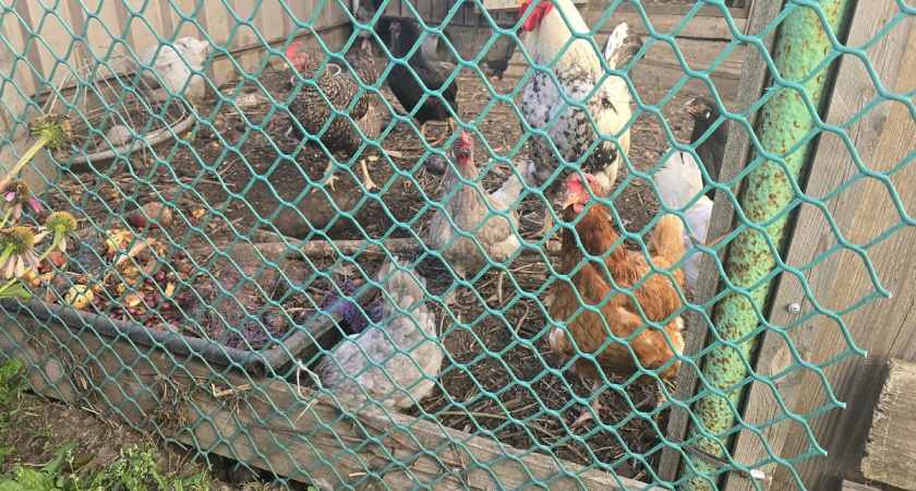    Раньше к зиме куры переставали нестись, пока я не начала делать это в ноябре. Теперь свежие яйца на столе даже в январе