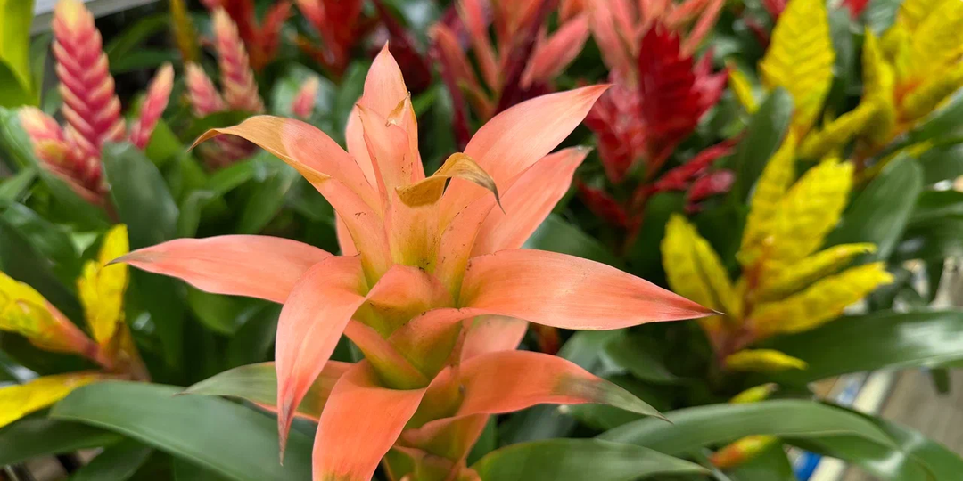 Отвернусь и мимо пройду: 5 популярных растений в магазине, от которых я держусь подальше