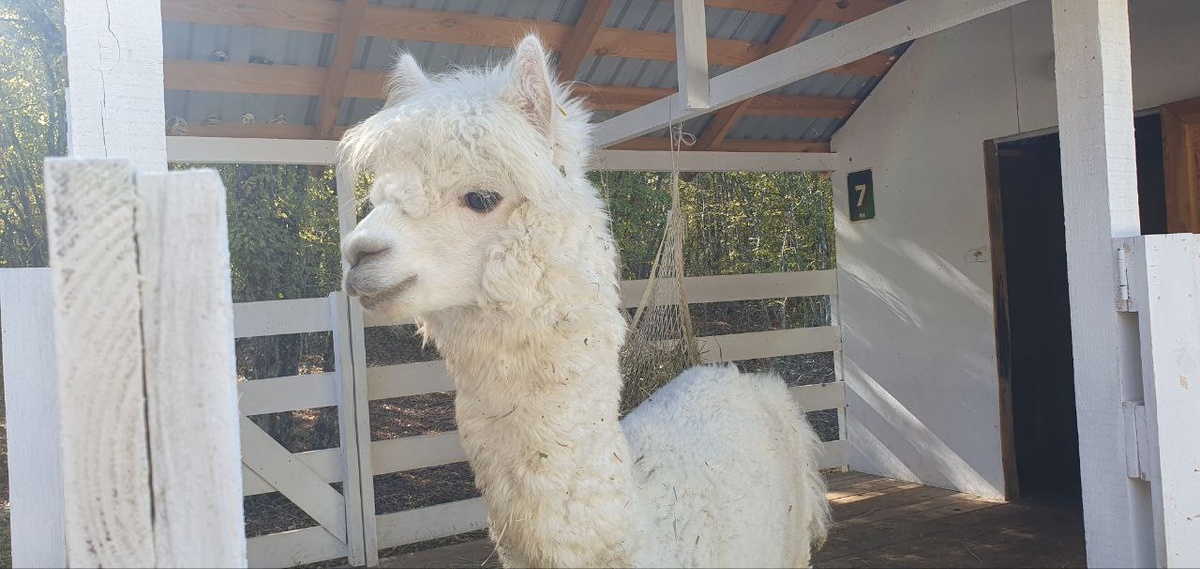 Альпака на ферме