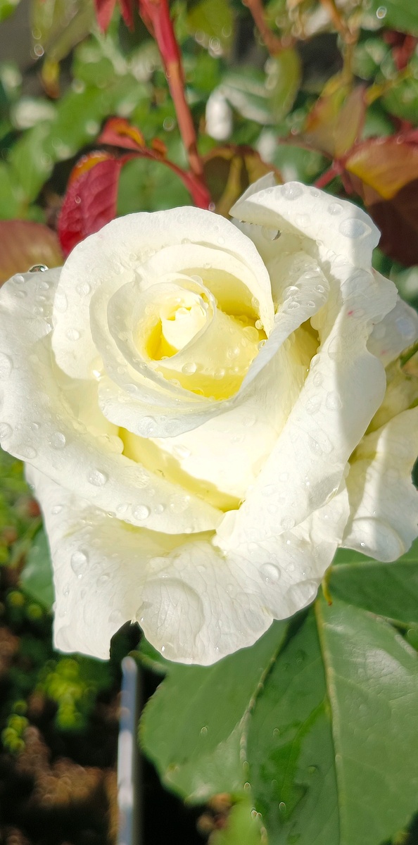 Фото из галереи телефона автора