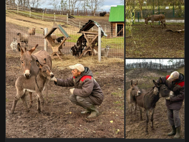     Маленькое чудо: в Старооскольском зоопарке родился осленок, фото: скриншот со страницы vk.com/stoskolzoo