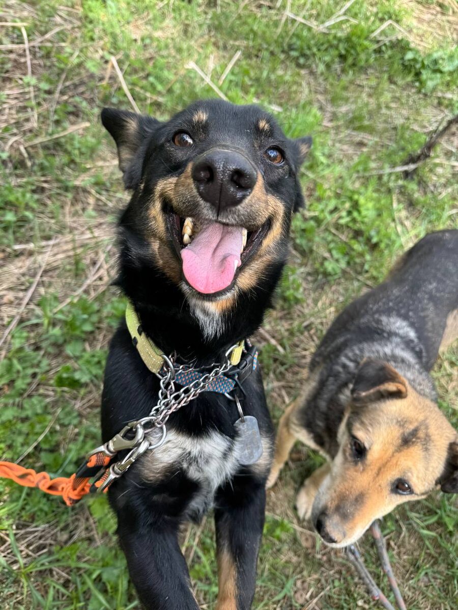 А я за очеловечивание! Видали как на двух ногах стою!