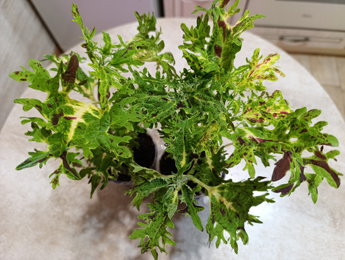 2. Снежная королева