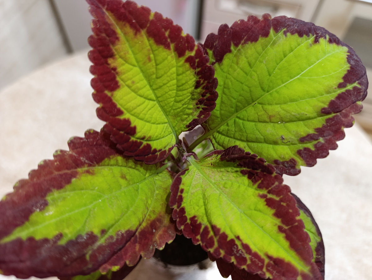 3. /Saturn /Сатурн.