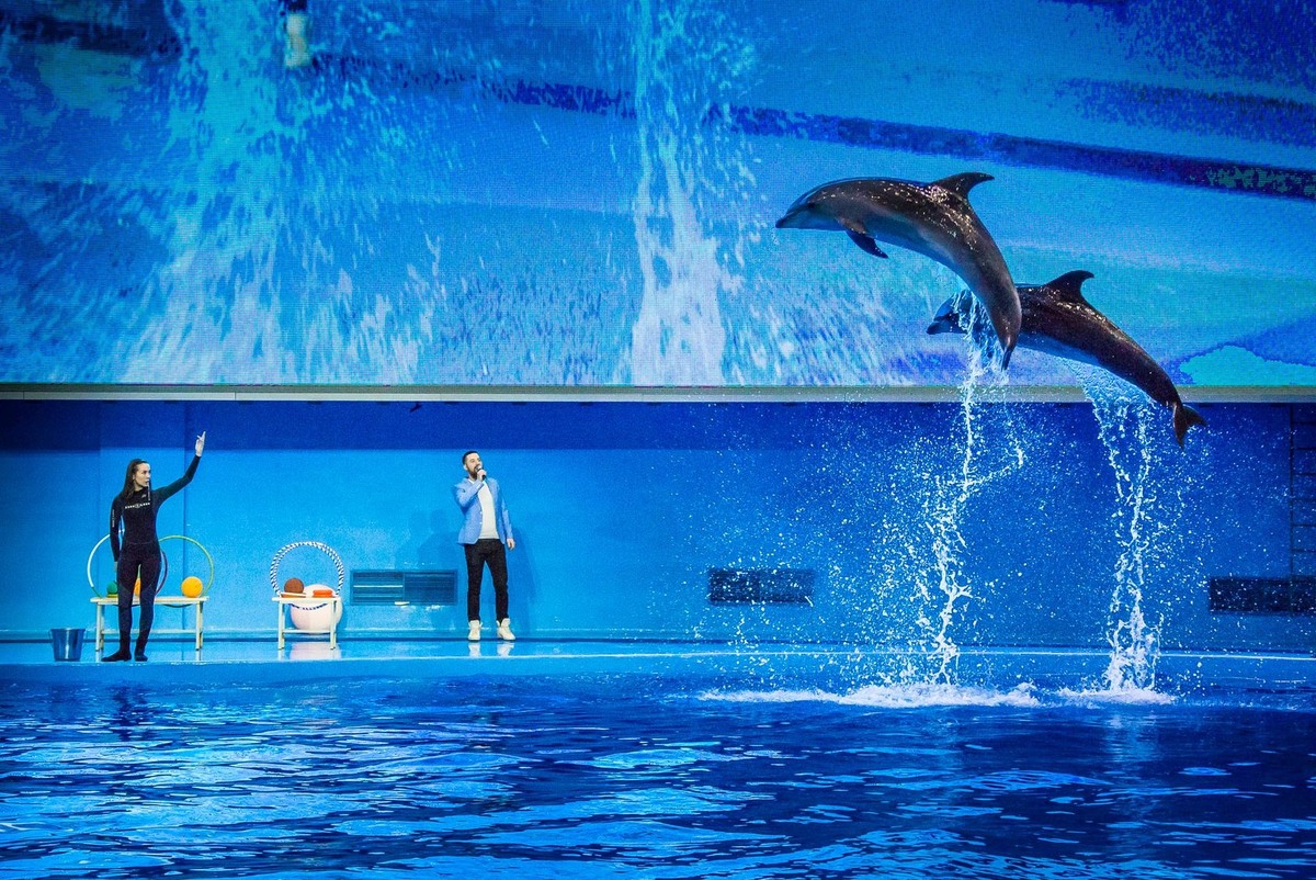  Дельфины во время шоу в Приморском океанариуме