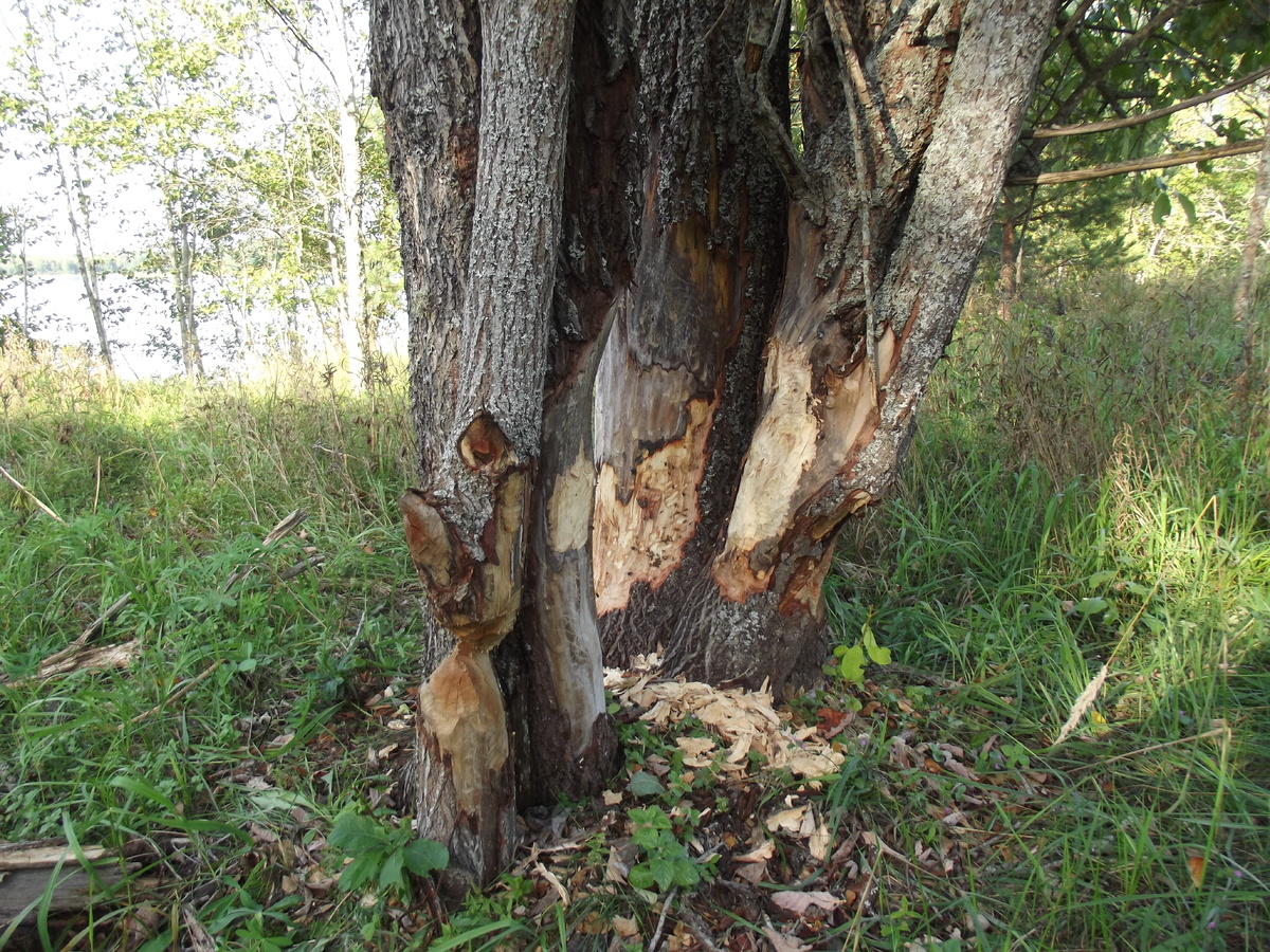 Погрызы бобров