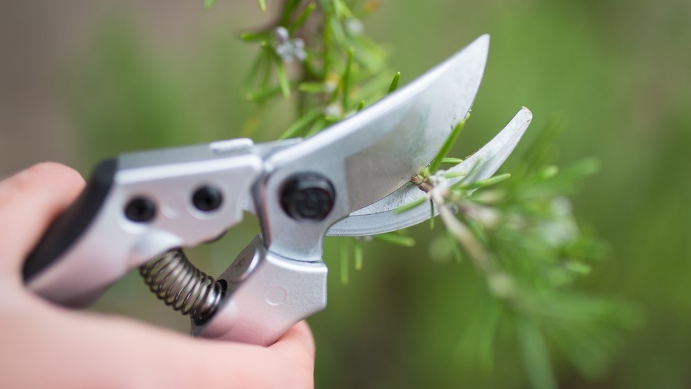 Пинцировка побега