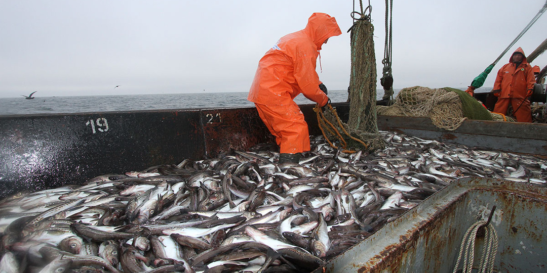 Правительсто разрешило вылов и вывоз рыбы Узбекистану