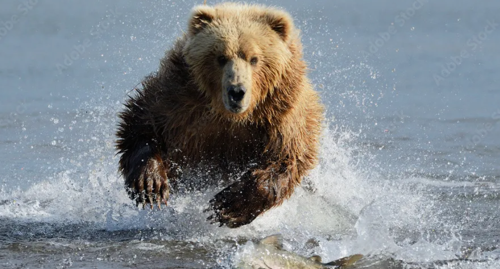 Спас рыбу и накликал беду. Опытный охотник расказал почему нельзя вмешиваться в уклад тайги