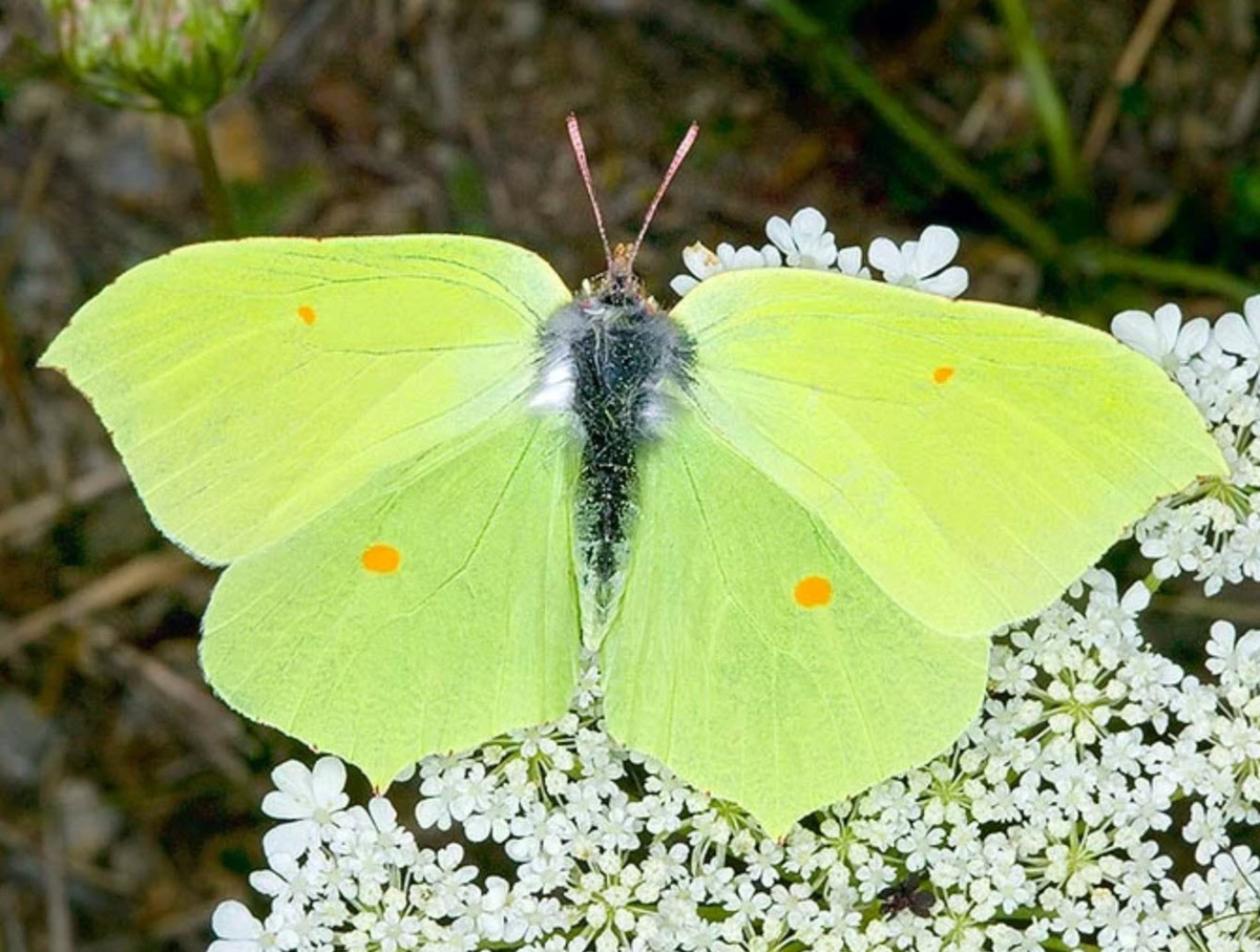Gonepteryx rhamni с размахом крыльев 7 см относится к семейству белянок благодаря своим самцам серно-желтого цвета © Giuseppe Mazza. https://www.monaconatureencyclopedia.com/gonepteryx-rhamni/?lang=en