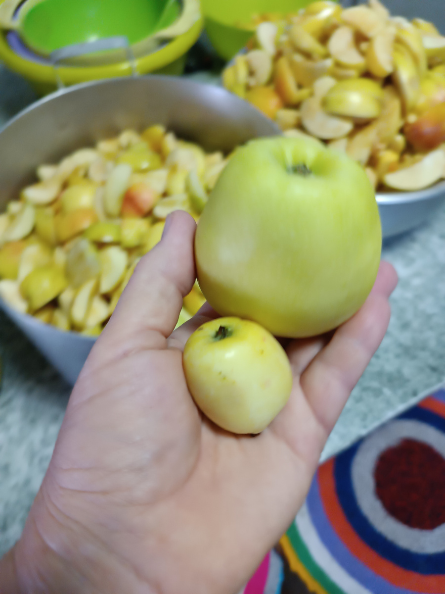 Яблочки сорта "Орловский синап". Ожидалось, что, как Северный синап, будут лежать до весны. Ничего подобного. В январе уже гниют. Поэтому все пойдут на сок. Кстати, оба яблочка с одной яблони. Вот как так-то???