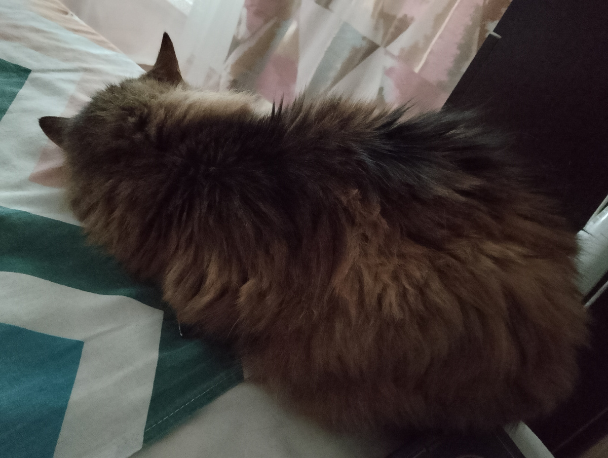 Моя любимица 🥰🥰🥰, фото автора 