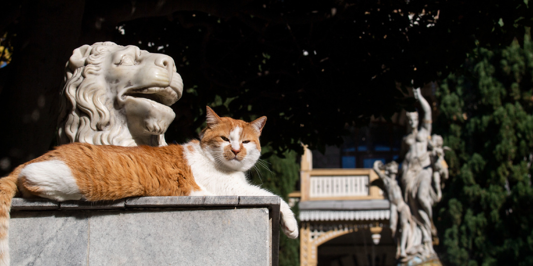 В краю фонтанов: кот Мостик гуляет по Гурзуфскому парку