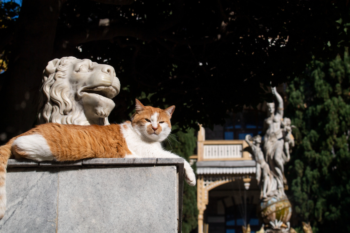 Приглашаю вас на прогулку по Гурзуфскому парку!