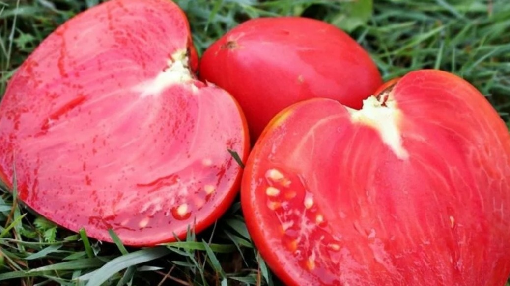  Типичный результат после трех лет выращивания