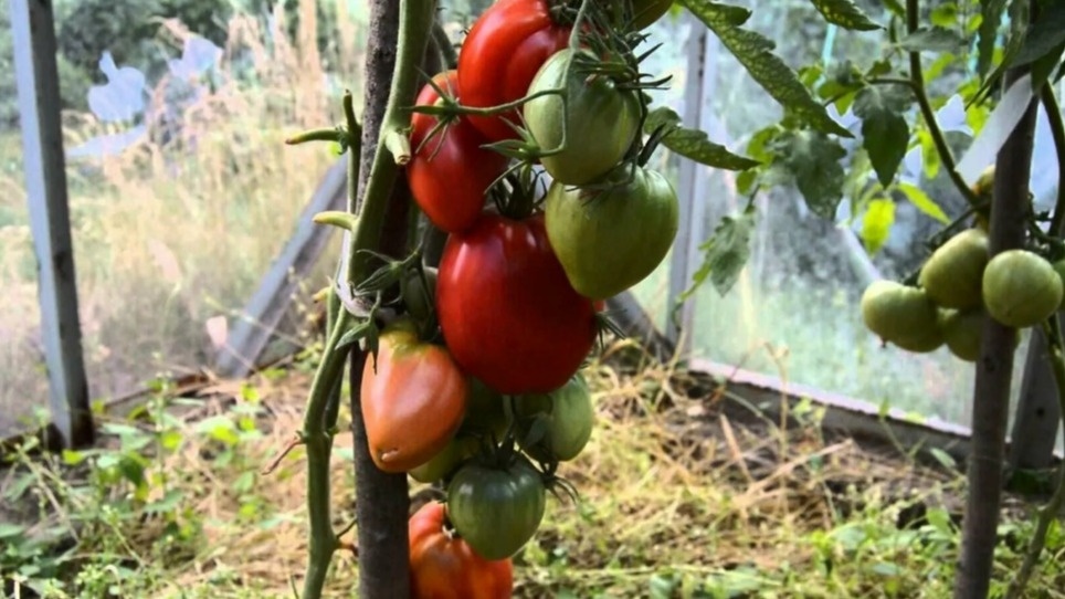 Результат недостаточной подвязки - потерянный урожай и сломанное растение