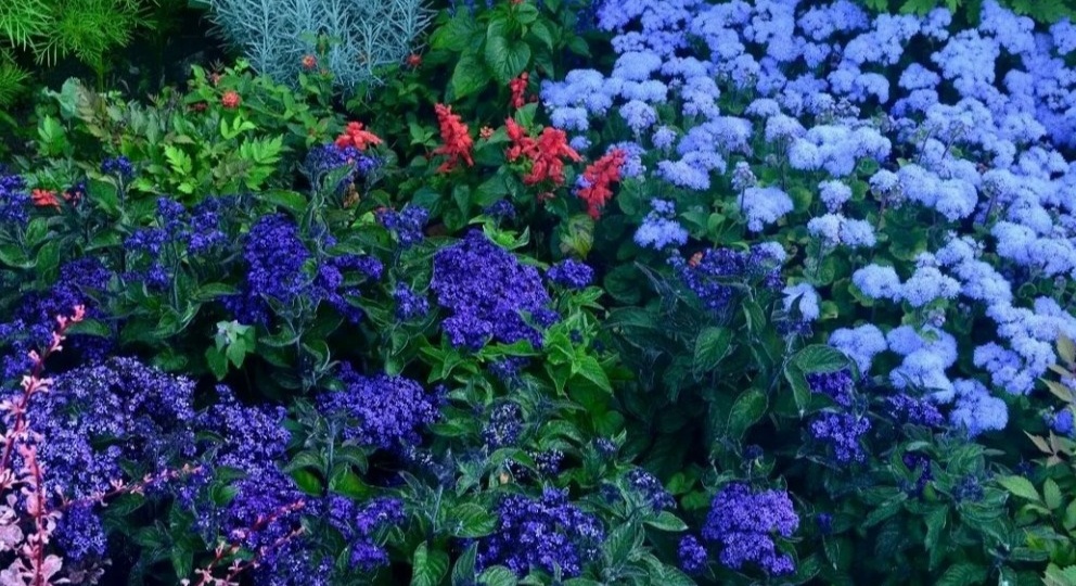 Собрал коллекцию из 12 синих многолетников. Цветение длится 8 месяцев