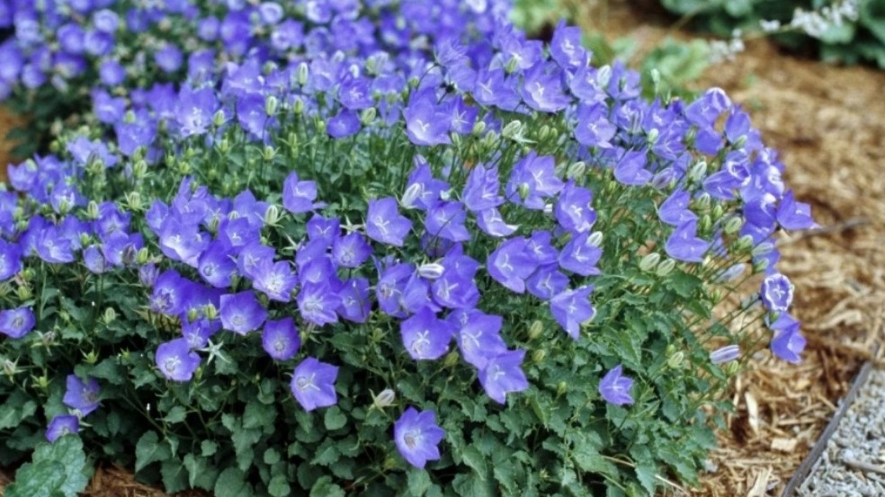 Колокольчик карпатский - надежная основа коллекции, цветет волнами все лето