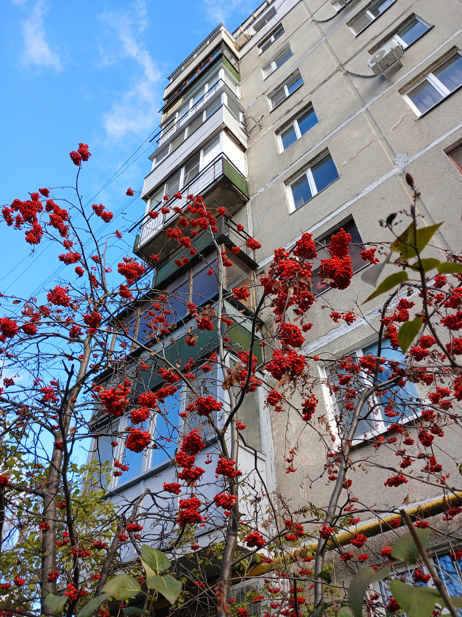 Просто рябина 