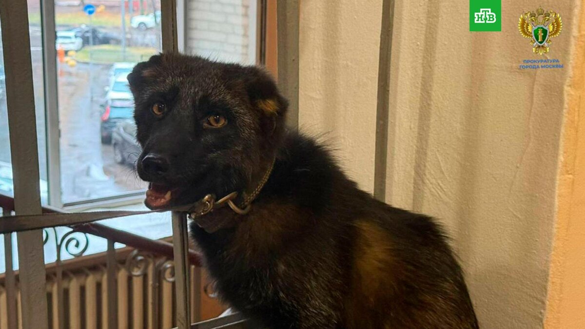    Чернобурого лисенка забрали из квартиры на севере Москвы