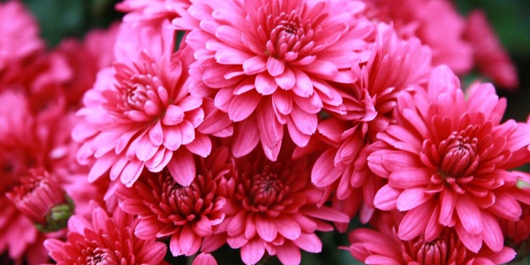 Не выбрасывайте хризантемы после осеннего цветения: спасаем цветы от холодов с минимальными усилиями