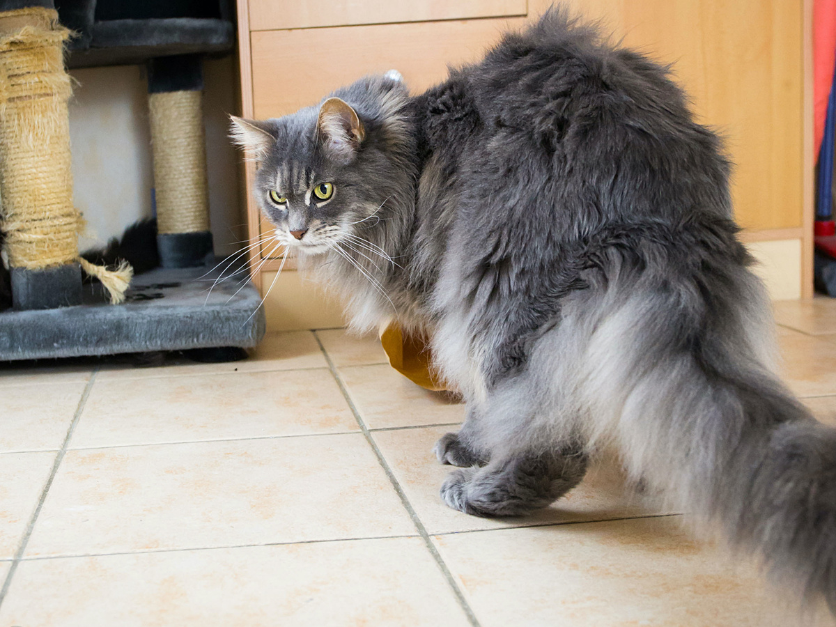 Фотография: blacktigersdream, CC BY-NC-ND 2.0.