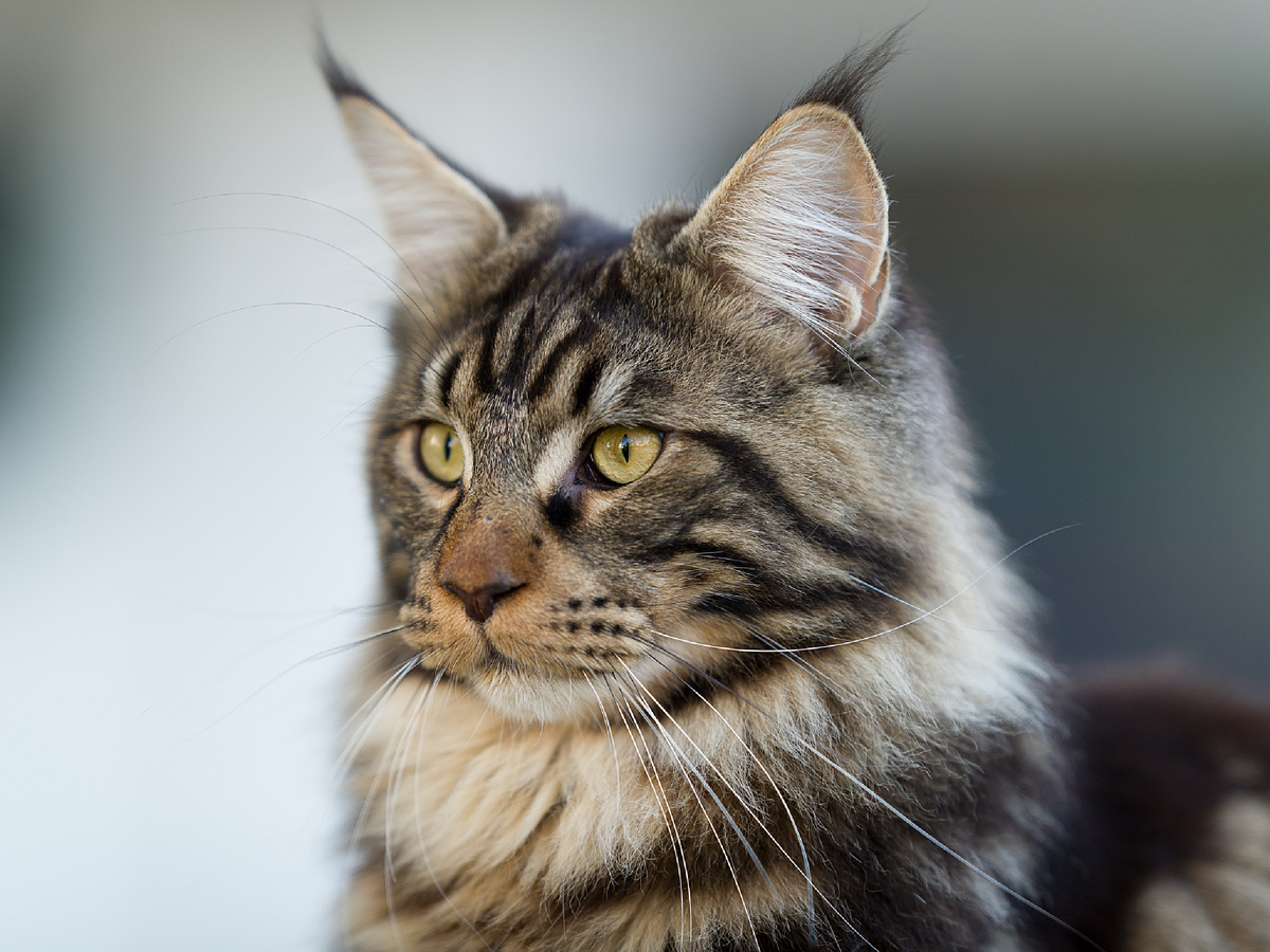 Фотография: dn-kastrup, CC BY-NC-ND 4.0