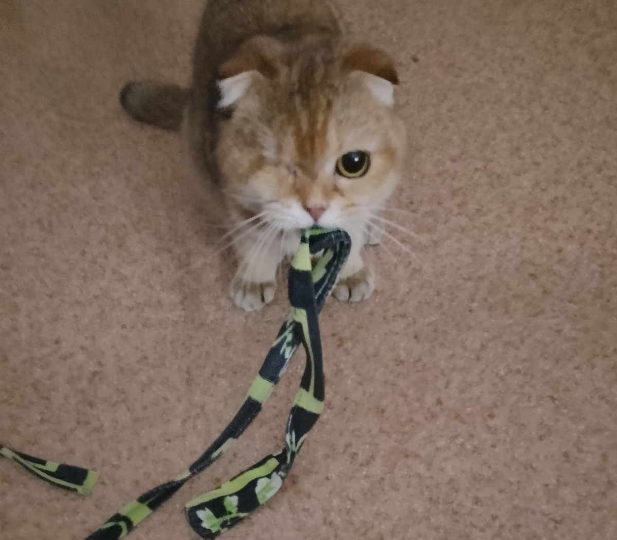 Маленькая, но упрямая кошка Тоська