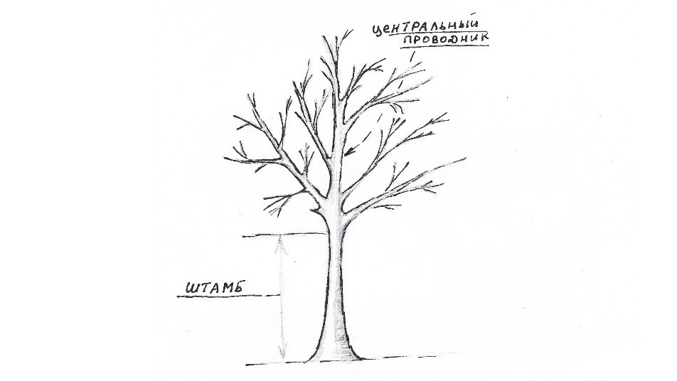 Штамб и центральный проводник дерева