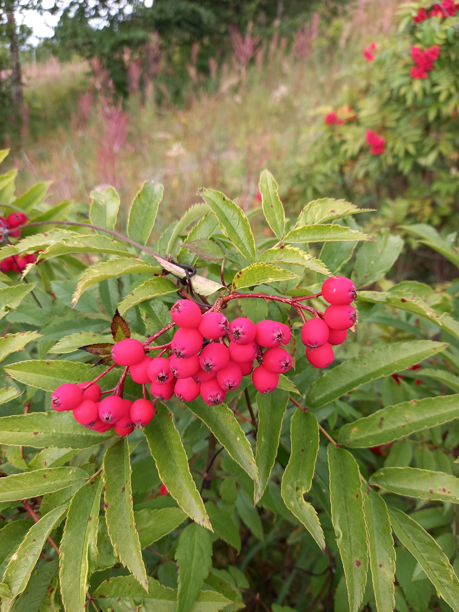 Плоды рябины  