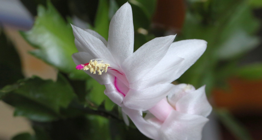    Положила рядом один фрукт – и декабрист сразу покрылся цветочной шапкой: даже самый "дохлик" ожил