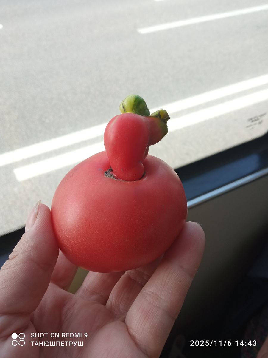 Помидор из помидора. Фото автора.