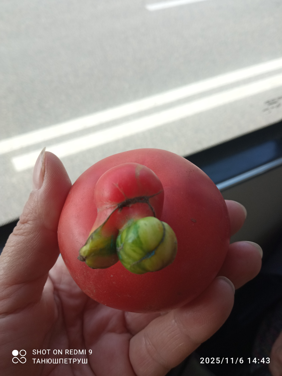 Аномалия на томате. Фото автора.