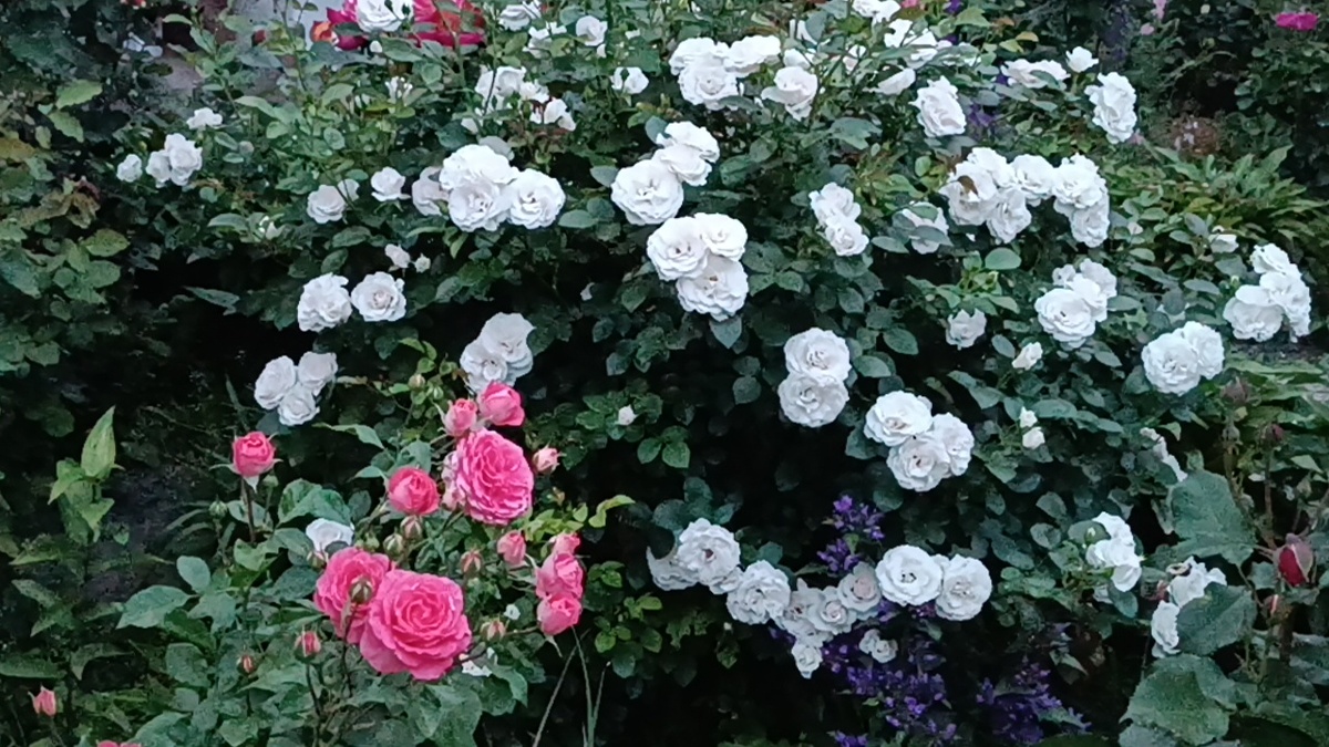 Роза Аспирин 