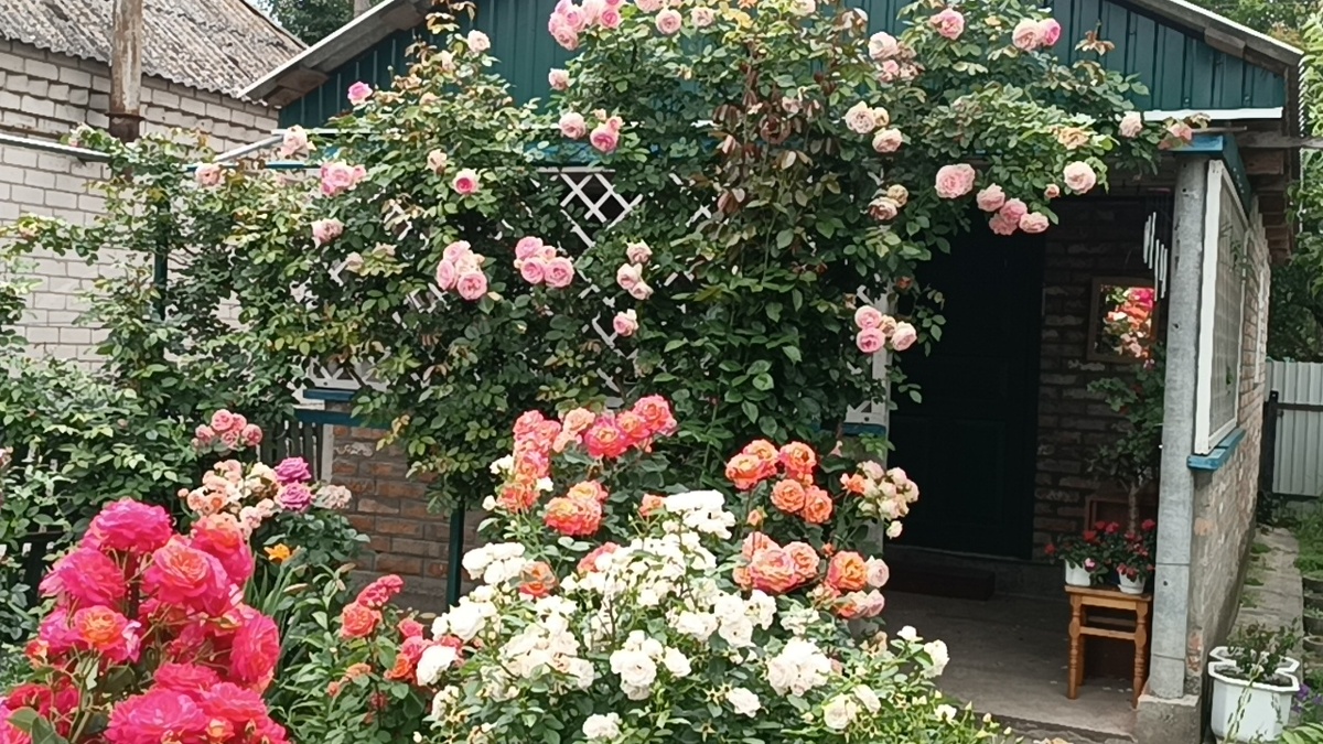 Роза Аспирин (Aspirin-Rose) 