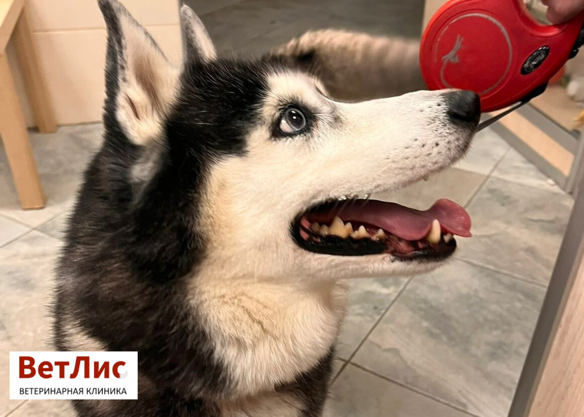 Зубастый пациент «ВетЛис»