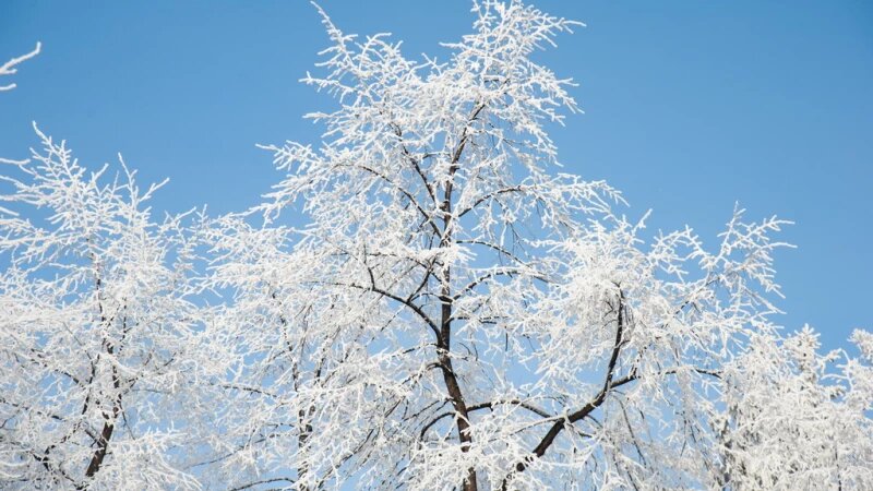     Иней, снег, зима в Барнауле. Дмитрий Лямзин.