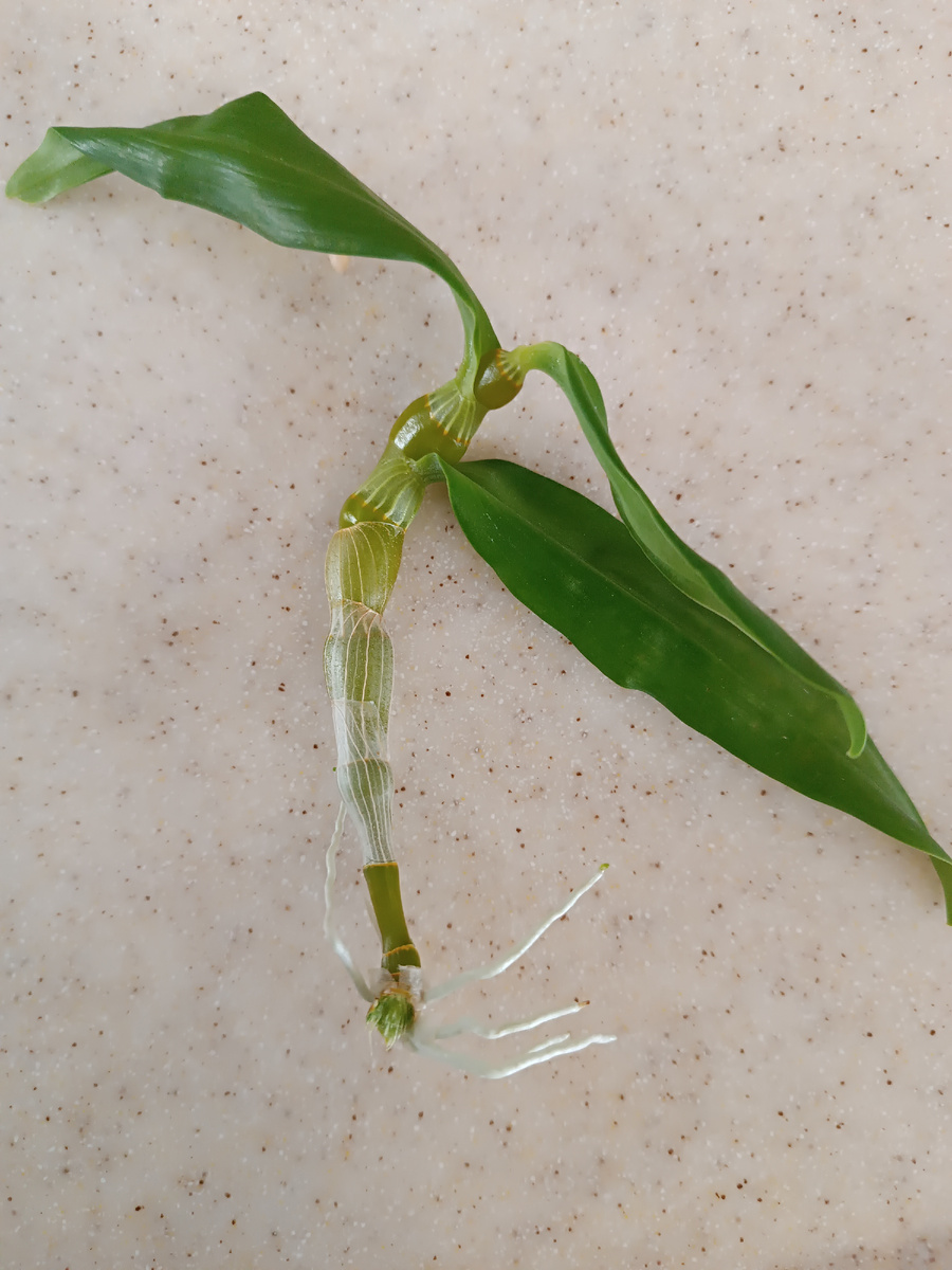 Размером она где-то 15 сантиметров, 3 листочка, 5 корешков длиной около 5 см. Сегодня я её сняла с материнского растения и посадила в влагоемкий грунт. 