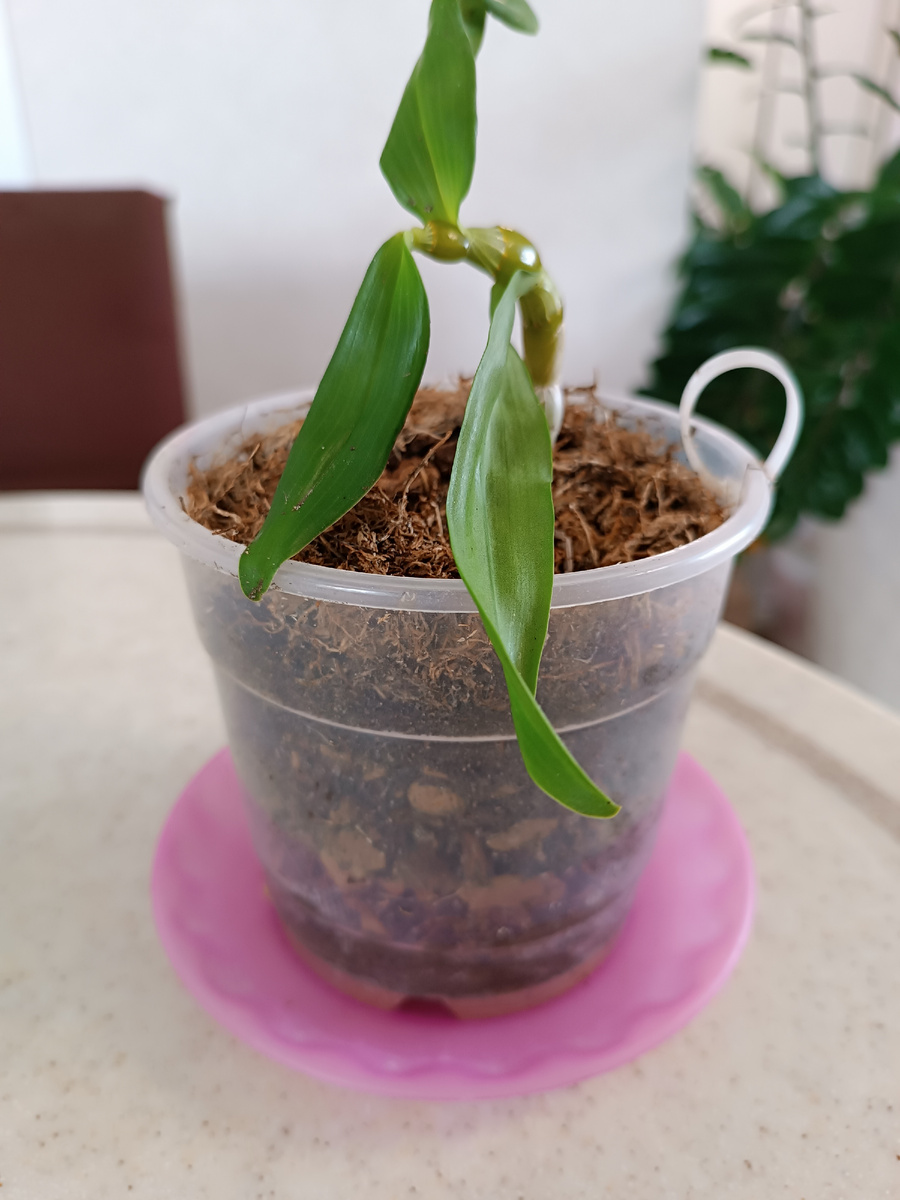 Горшочек диаметром 11см. Грунт составила из кокосовых чипсов, цеофлоры, мелкой коры, немного земли, сверху грунт закрыла мхом. 