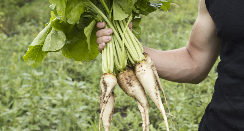    Хреново – значит отлично: этого растения тля боится как огня, а фитофтора обходит стороной