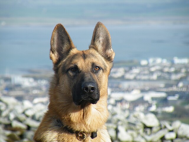 Немецкие овчарки использовались для охраны стада овец от хищников.