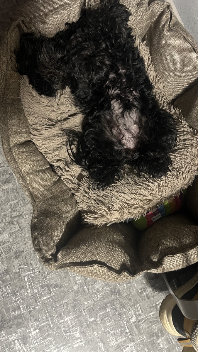 Пусть это будет «ДО», когда она такая лохматая, то напоминает мне щетку трубочиста😆