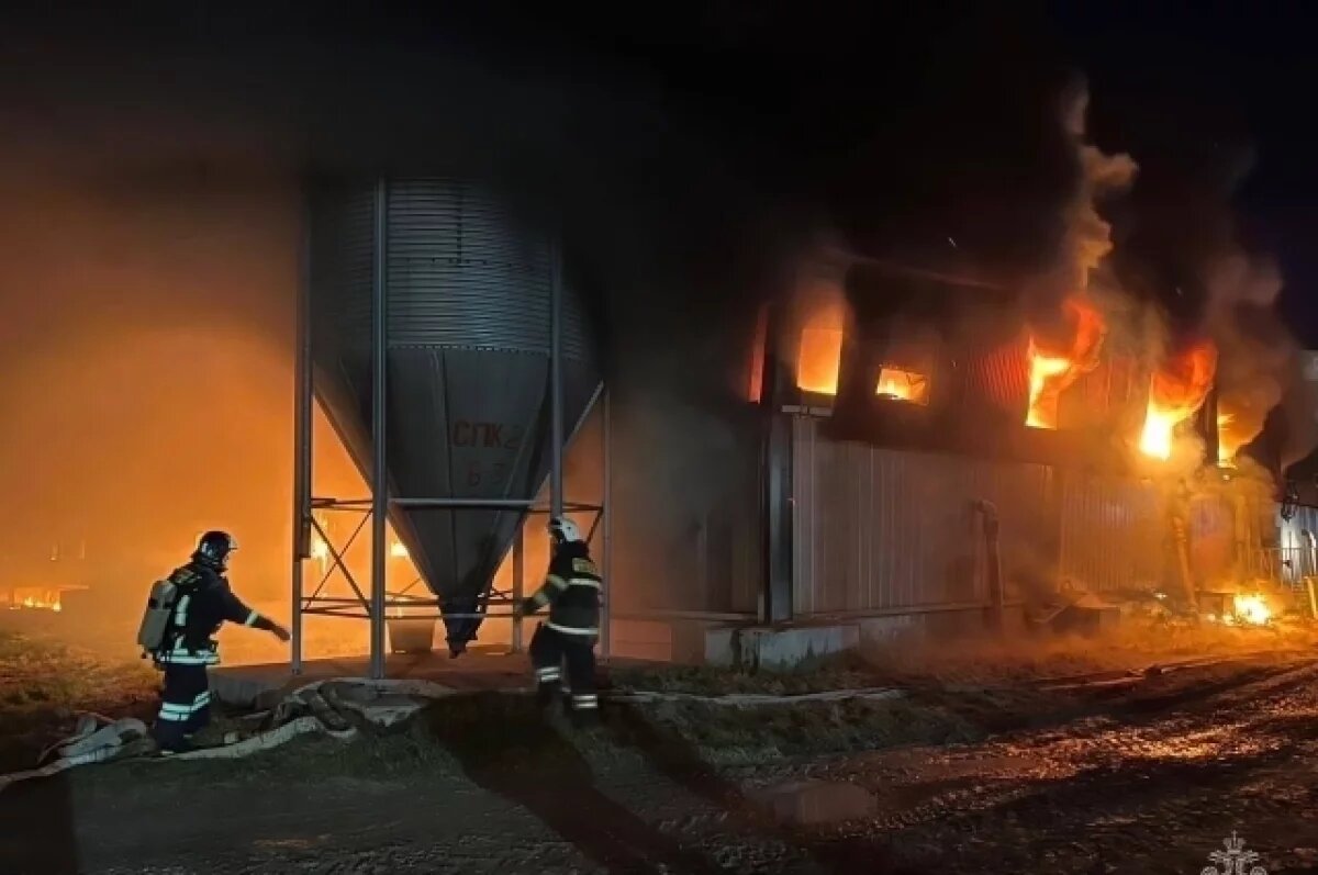    Появились подробности пожара с 1500 погибшими свиньями на Сахалине