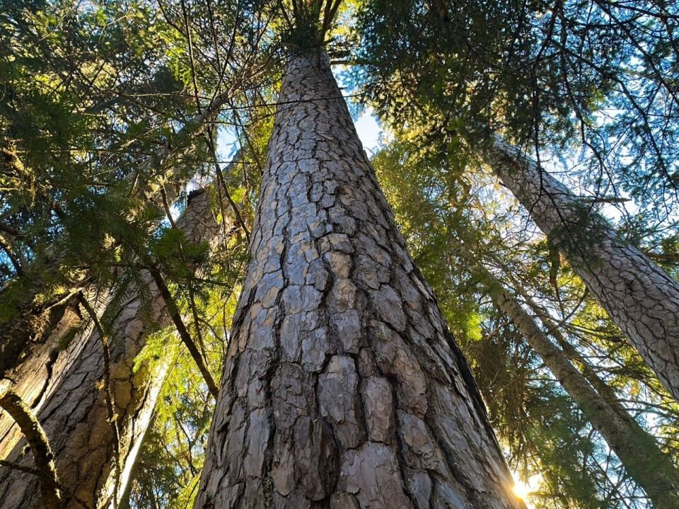   Природа Алтайского заповедника в начале ноября. Источник: Роман и Татьяна Воробьевы
