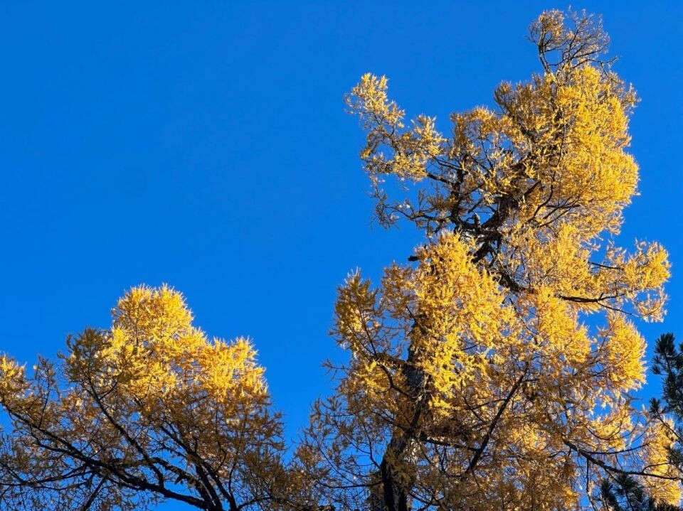    Природа Алтайского заповедника в начале ноября. Источник: Роман и Татьяна Воробьевы