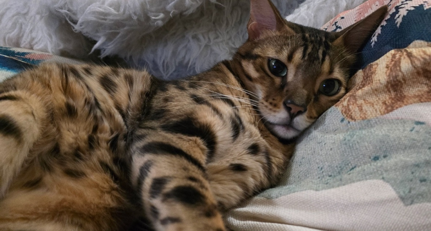    Стало известно зачем кошка трогает человека лапой: основные причины и что она этим хочет сказать