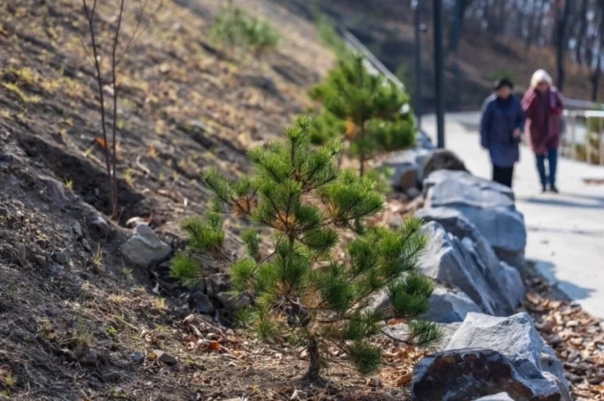    Парк на Ватутина во Владивостоке украсили 1200 новых саженцев